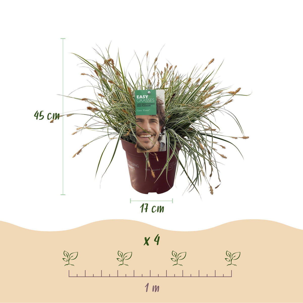 Green boutiQ - Siergrassen - Carex oshimensis Everest - Wit en Groen - 2 Planten - Bladhoudend - Weinig Onderhoud - Pot 17cm Hoogte 50cm