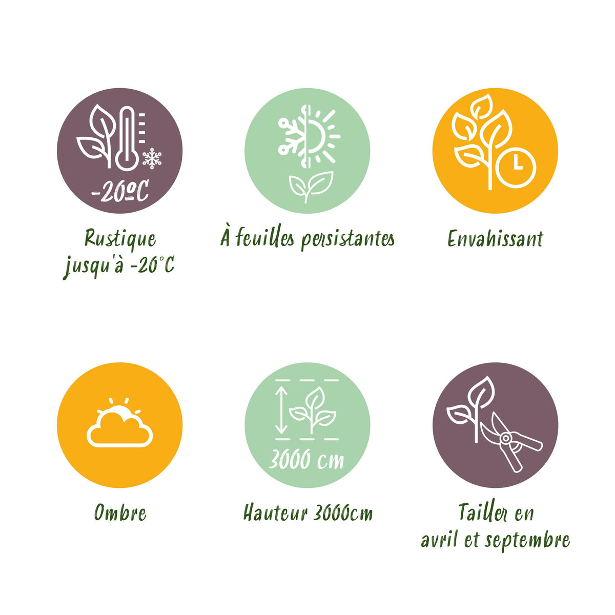 Green boutiQ - Klimplant - Hedera helix - Blad groen - Groenblijvend - 2 planten - Pot 11cm Hoogte 40cm