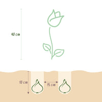 Green boutiQ - Bloembollen - Tulp Pastel mix - Diversen Kleuren - 12 stuks - Bolmaat 11/12 - XXL Pack