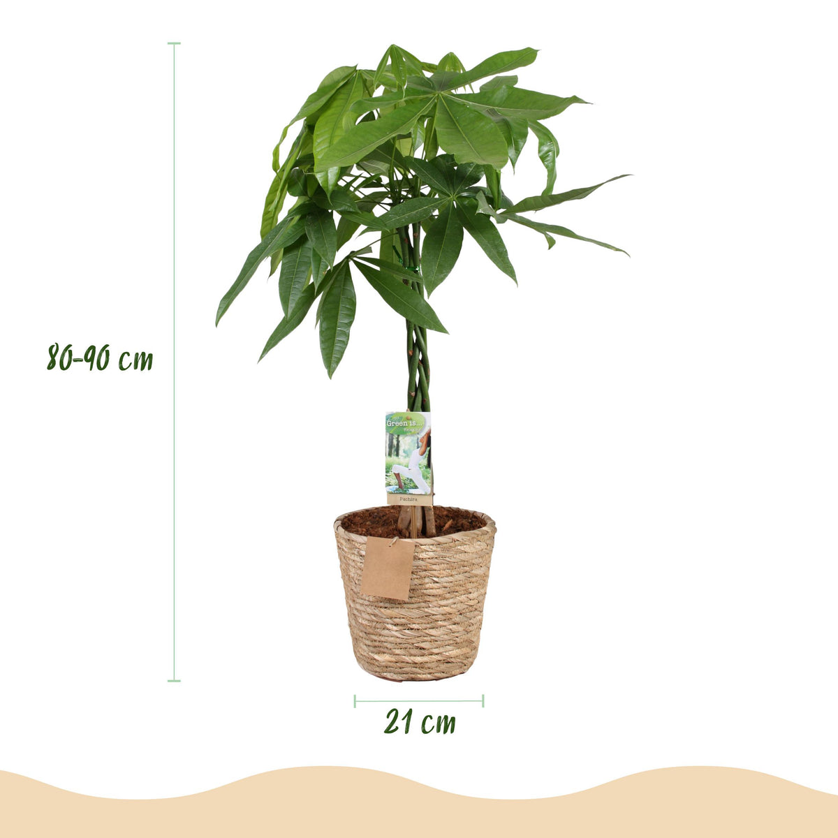 Green BoutiQ - Green is... Kamerplanten - Pachira Aquatica gevlochten stam - Geldboom - Weinig onderhoud - met mand - Groen - 1 Plant - Pot 21cm - Hoogte 80-90cm