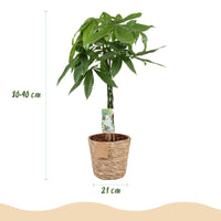 Green BoutiQ - Green is... Kamerplanten - Pachira Aquatica gevlochten stam - Geldboom - Weinig onderhoud - met mand - Groen - 1 Plant - Pot 21cm - Hoogte 80-90cm