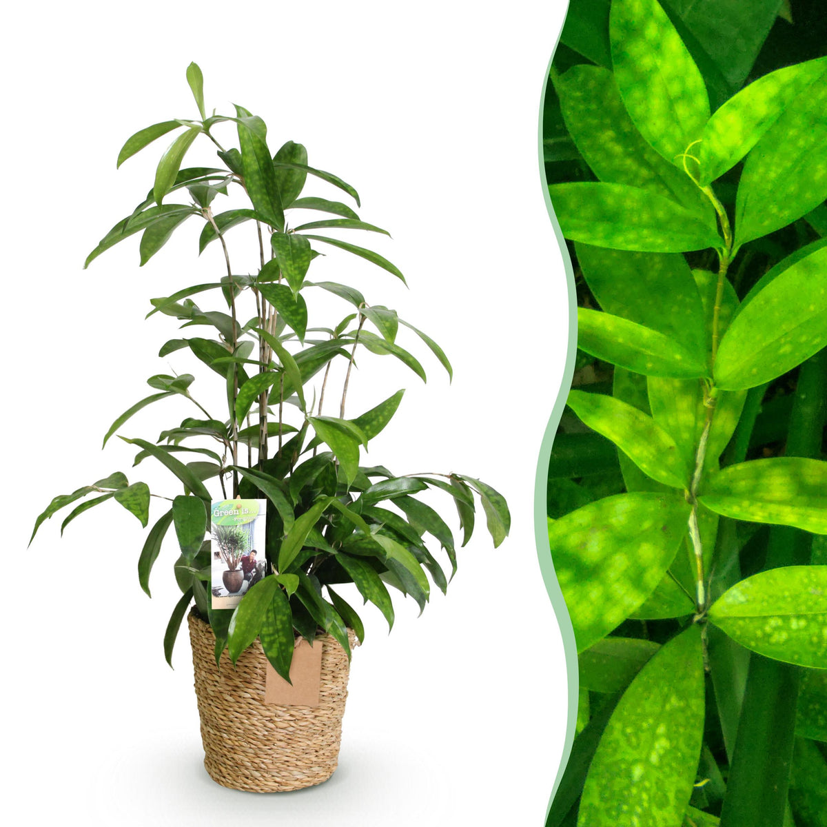 Green BoutiQ - Green is... Kamerplanten - Dracaena surculosa - Drakenbloedboom - Weinig onderhoud - met mand - Groen - 1 Plant - Pot 17cm - Hoogte 60-70cm