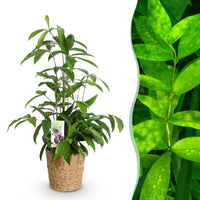 Green BoutiQ - Green is... Kamerplanten - Dracaena surculosa - Drakenbloedboom - Weinig onderhoud - met mand - Groen - 1 Plant - Pot 17cm - Hoogte 60-70cm