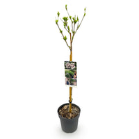 Green boutiQ - Tuinplant - Hibiscus syriacus White Chiffon®