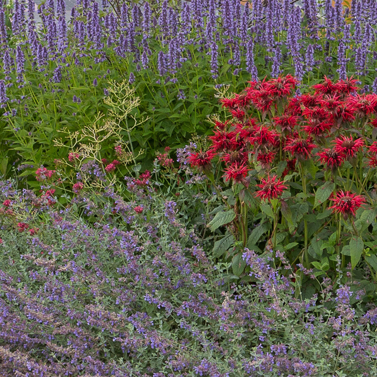 Green boutiQ - Borderpakket - Geurend - 24 Vaste planten - 3 m2 - Diversen kleuren - Weinig Onderhoud - Pot 11cm