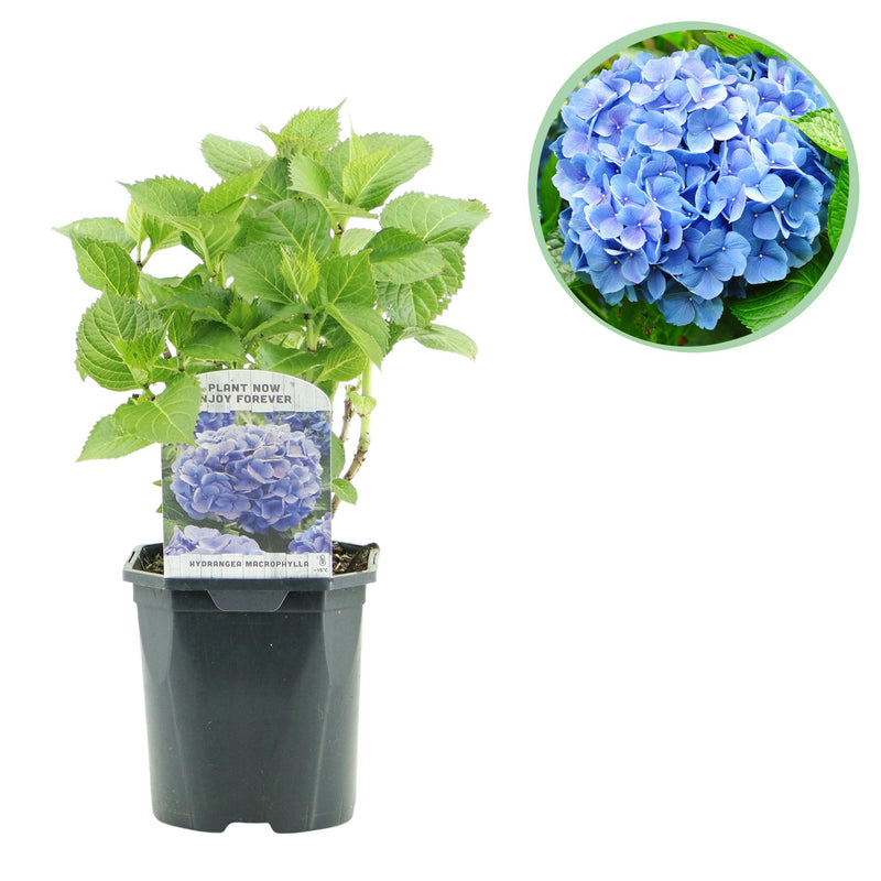 Green boutiQ - Hortensia - Hydrangea macrophylla Blue - Bloem Blauw - 1 Plant - Bladverliezend - Weinig Onderhoud - Pot 17cm Hoogte 30cm