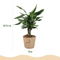 Green BoutiQ - Green is... Kamerplanten - Dracaena fragrans Steudneri - Drakenbloedboom - Weinig onderhoud - met mand - Groen - 1 Plant - Pot 17cm - Hoogte 50-55cm
