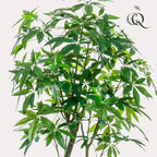 Plante artificielle - Pachira Aquatica - Arbre à monnaie - 180 cm