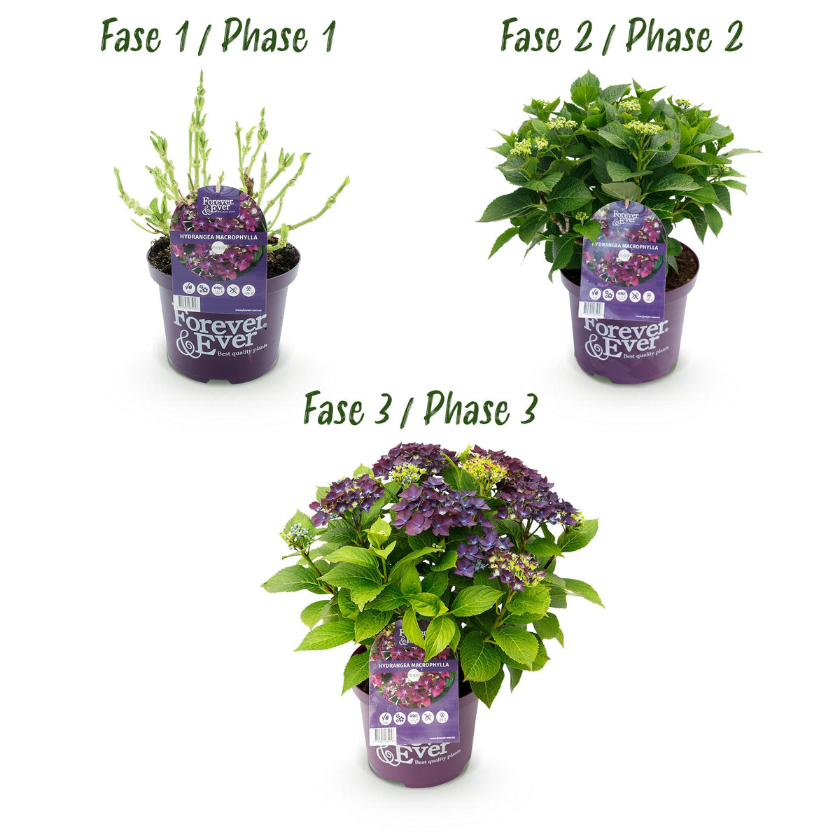 Green boutiQ - Terrasplant - Hortensia - Hydrangea Forever & Ever - Paars - 7-12 Bloemen - Pot 23cm Hoogte 55cm