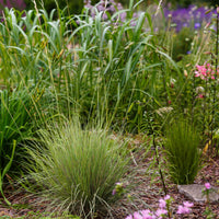 Green boutiQ - Siergrassen - Festuca glauca Golden Toupee - Geel - 2 Planten - Bladhoudend - Weinig Onderhoud - Pot 17cm Hoogte 50cm