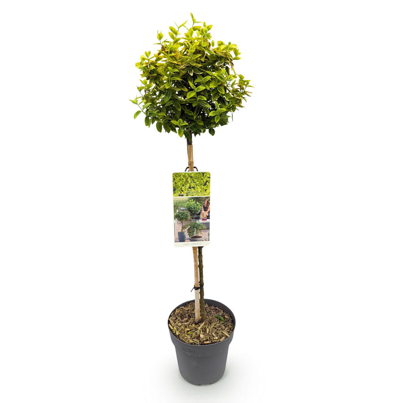 Green boutiQ - Plant op Stam - Euonymus fortunei Emerald n Gold - Terras Plant - Bladhoudend - Winterhard - Groen-Geel Blad - Pot 19cm Hoogte 90cm