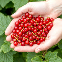 Green boutiQ - Fruitplanten - Rode Bes - Ribes rubrum Jonkheer van Tets  - Winterhard - 6 Planten - Pot 9 cm - Rode Bes