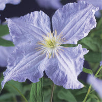 Green boutiQ - Klimplant - Clematis Blue Angel