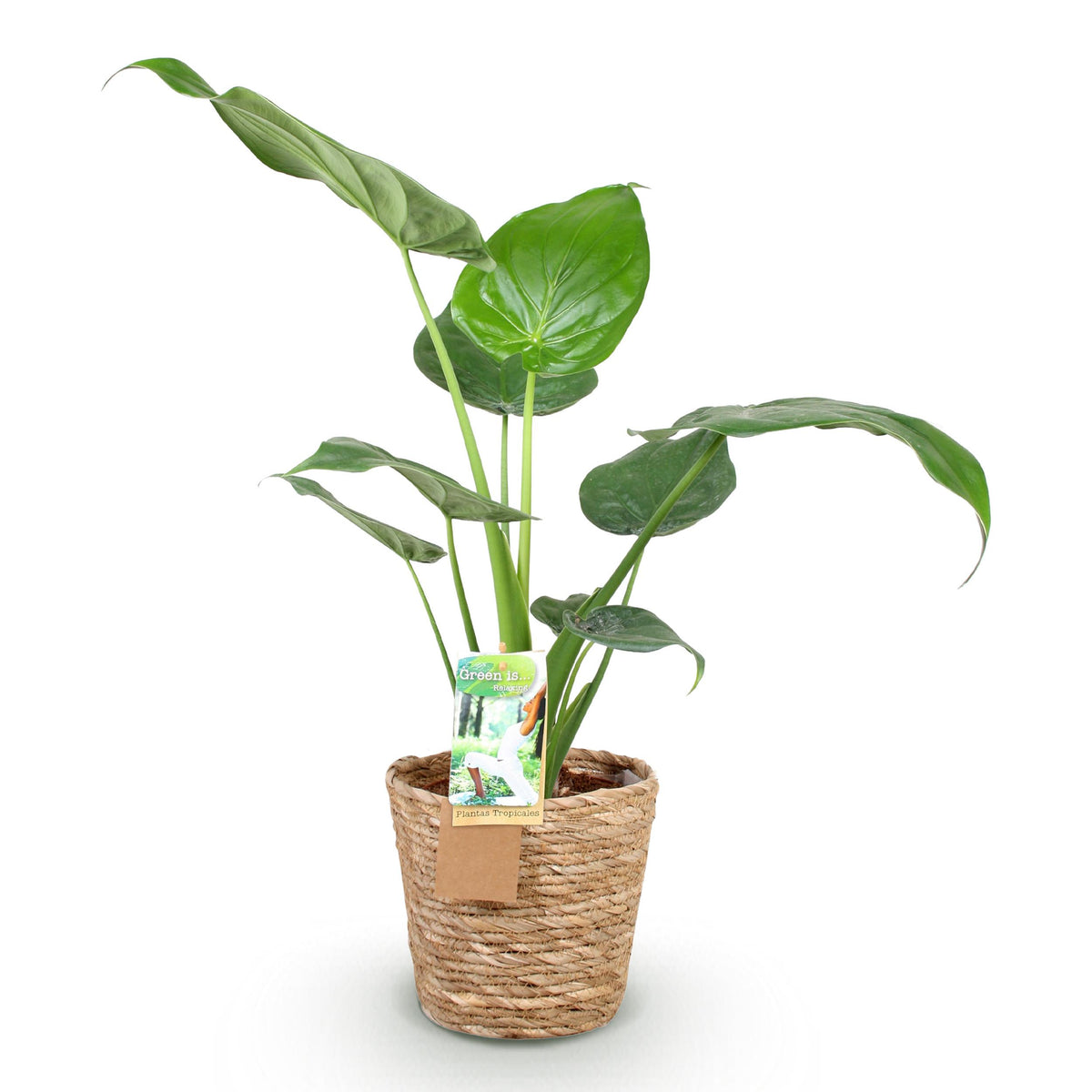 Green BoutiQ - Green is... Kamerplanten - Alocasia Cucullata - Boeddha,s hand - Weinig onderhoud - met mand - Groen - 2 Planten - Pot 17cm - Hoogte 60-65cm
