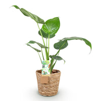 Green BoutiQ - Green is... Kamerplanten - Alocasia Cucullata - Boeddha,s hand - Weinig onderhoud - met mand - Groen - 2 Planten - Pot 17cm - Hoogte 60-65cm