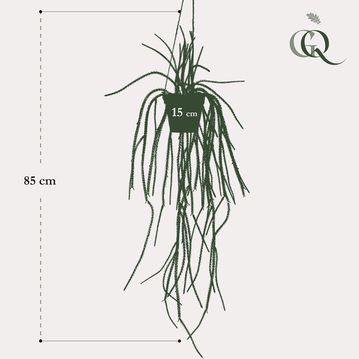 Rhipsalis - Korallenkaktus - 85 cm - kunstplant