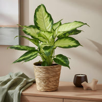 Green BoutiQ - Green is... Kamerplanten - Diefenbachia Camilla - Dieffenbachia - Weinig onderhoud - Groen - 1 Plant - Pot 17cm - Hoogte 45-50cm