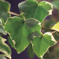 Green boutiQ - Klimplant - Hedera helix Glacier -  Blad Bont - Groenblijvend - 2 planten - Pot 11cm Hoogte 40cm