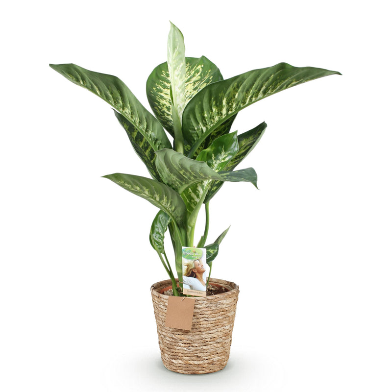 Green BoutiQ - Green is... Kamerplanten - Diefenbachia Tropic Snow - Dieffenbachia - Weinig onderhoud - met mand - Groen - 1 Plant - Pot 21cm - Hoogte 90-100cm
