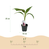 Green boutiQ - Fruitplant - Bananen plant - Musa sikkemensis Red Tiger - Winterhard - 4 planten - Pot 12cm Hoogte 30cm