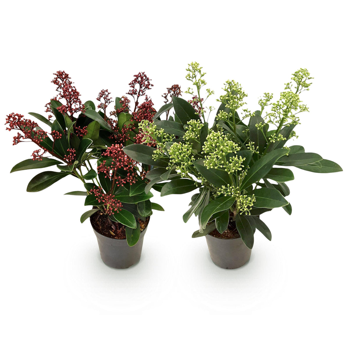 Green boutiQ - Terrasplant - Skimmia japonica Duo - Bloem Wit & Rood - 10+ Bloemen - 2 Planten - Winterhard - Pot 10,5cm Hoogte 25cm