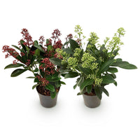 Green boutiQ - Terrasplant - Skimmia japonica Duo - Bloem Wit & Rood - 10+ Bloemen - 2 Planten - Winterhard - Pot 10,5cm Hoogte 25cm