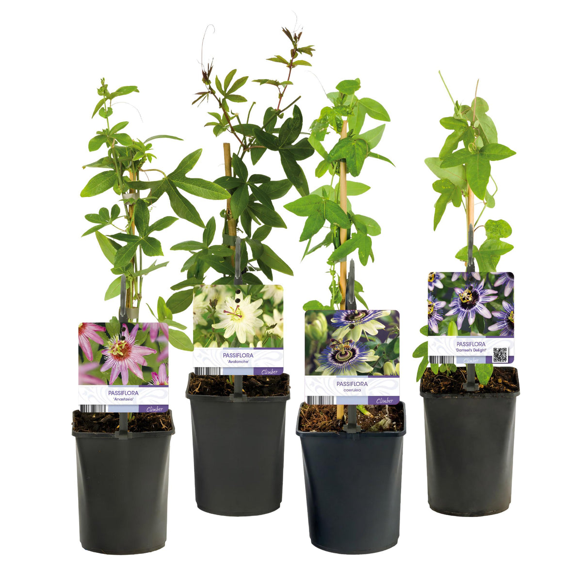 Green boutiQ - Passiebloem - Passiflora Rainbow  - Bloem Roze Wit Paars Groen - Weinig onderhoud - 4 planten - Pot 11cm Hoogte 40cm