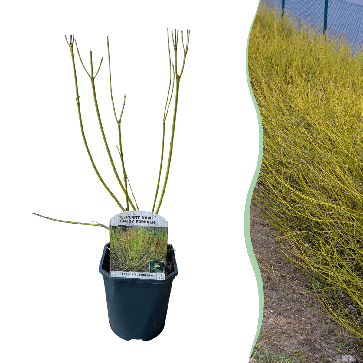 Green boutiQ - Heesters - Cornus alba Flaviramea - Groene Takken - 1 Plant - Bladverliezend - Weinig Onderhoud - Pot 17cm Hoogte 45cm