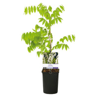 Green boutiQ - Blauwe regen - Wisteria floribunda Alba - Bloem Wit  - 1 plant - Pot 11cm Hoogte 40cm