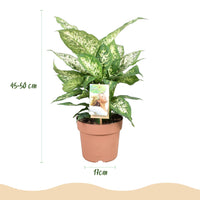 Green BoutiQ - Green is... Kamerplanten - Diefenbachia Compacta - Dieffenbachia - Weinig onderhoud - Groen - 2 Planten - Pot 17cm - Hoogte 45-50cm