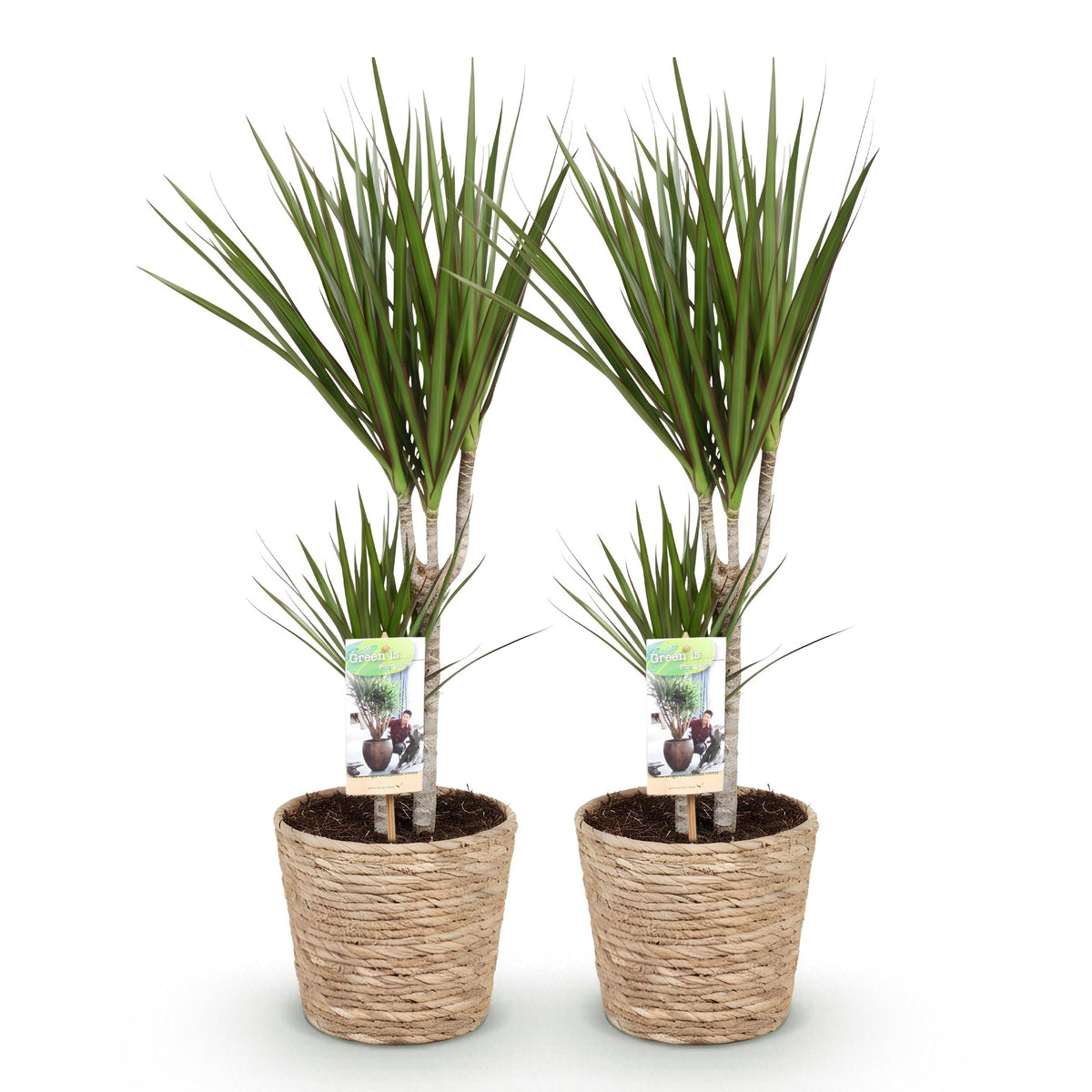 Green BoutiQ - Green is... Kamerplanten - Dracaena Marginata - Drakenbloedboom - Weinig onderhoud - met mand - Groen - 2 Planten - Pot 17cm - Hoogte 70-80cm