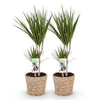 Green BoutiQ - Green is... Kamerplanten - Dracaena Marginata - Drakenbloedboom - Weinig onderhoud - met mand - Groen - 2 Planten - Pot 17cm - Hoogte 70-80cm