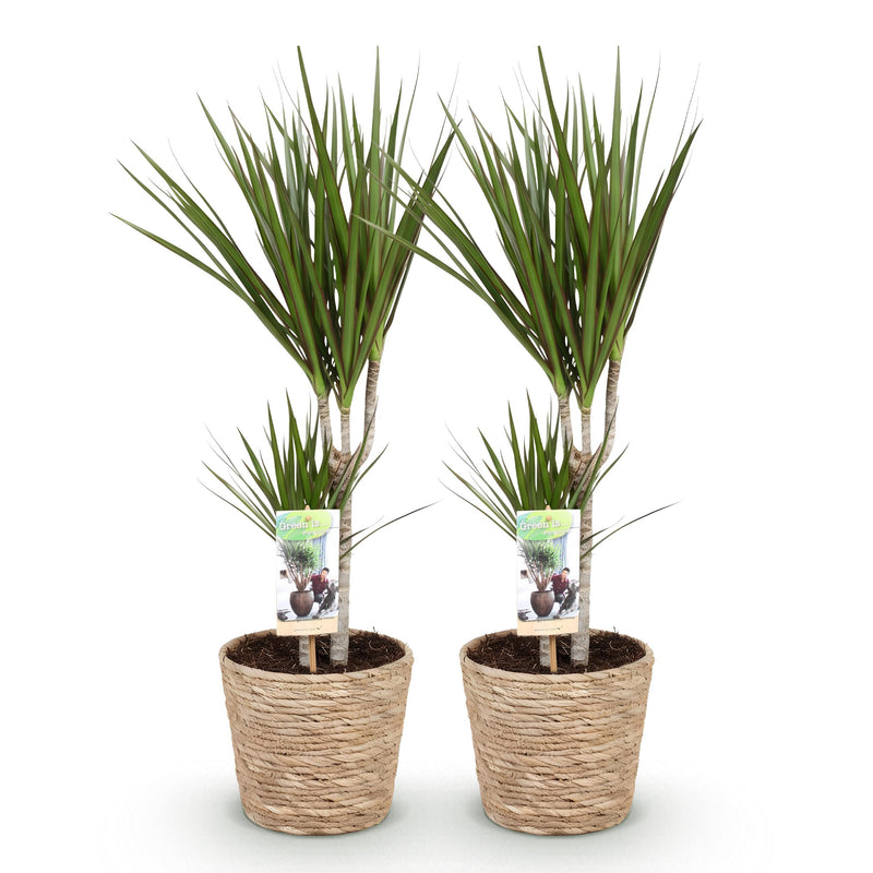 Green BoutiQ - Green is... Kamerplanten - Dracaena Marginata - Drakenbloedboom - Weinig onderhoud - met mand - Groen - 2 Planten - Pot 17cm - Hoogte 70-80cm