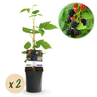 Green boutiQ - Fruitplant - Braam - Rubus Black Satin - Zwarte Braam - Doornloos - 2 planten -  Pot 11cm Hoogte 40cm