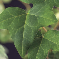 Green boutiQ - Klimplant - Hedera helix - Blad groen - Groenblijvend - 2 planten - Pot 11cm Hoogte 40cm