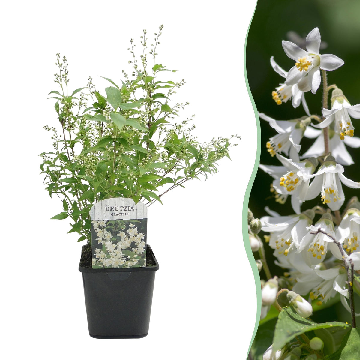 Green boutiQ - Heesters - Deutzia Gracilis