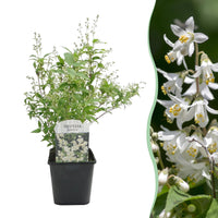 Green boutiQ - Heesters - Deutzia Gracilis