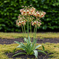 Green boutiQ - Bloembollen - Allium Siculum - Kleur Roze - 30 stuks - Bolmaat 8/10 - XXL Pack