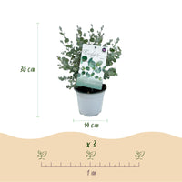 Green boutiQ - Terrasplant - Eucalyptus boom - Eucalyptus gunni  - Grijs - 6 Planten - Winterhard - Pot 14cm Hoogte 30cm