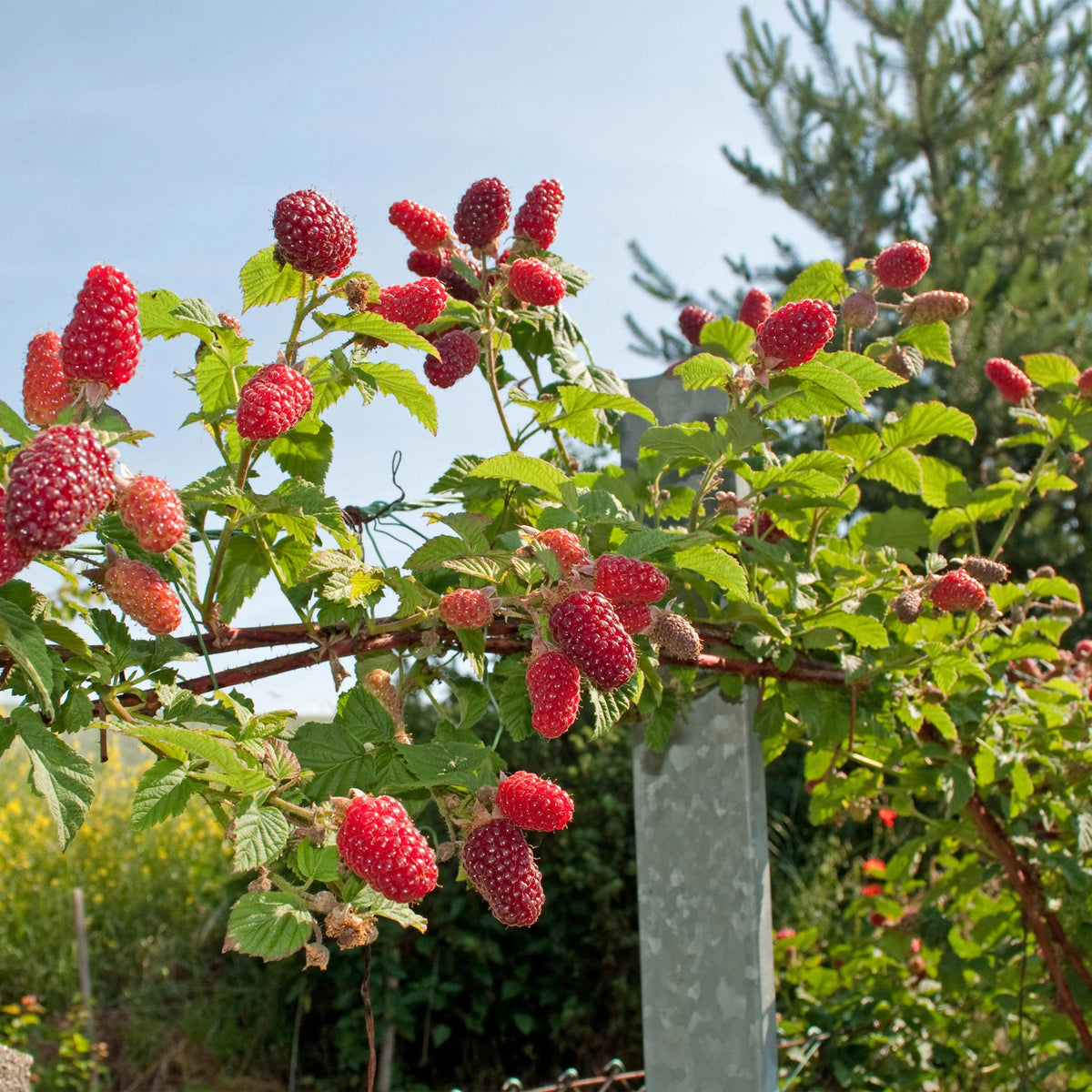 Green boutiQ - Fruitplant - Taybes - Rubus Tayberry  - Rode Vrucht - 2 planten -  Pot 11cm Hoogte 40cm