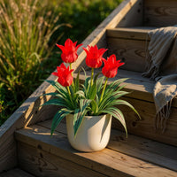 Green boutiQ - Bloembollen - Tulp Greigii Red - Kleur Rood - 15 stuks - Bolmaat 11/12 - XXL Pack