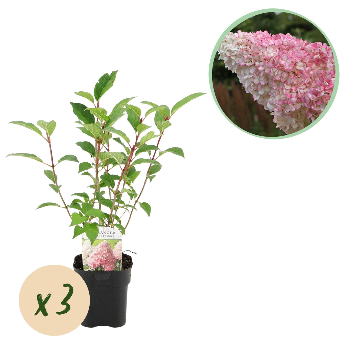 Green boutiQ - Pluim Hortensia - Hydrangea panniculata Vanille Fraise - Bloem Wit Roze  - 3 Planten 1 m2 - Bladverliezend - Grote Bloemen - Pot 17cm Hoogte 50cm