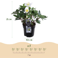 Green boutiQ - Tuinplant - Kerstroos - Helleborus Christmas Carol  - Witte Bloem -2 Planten - Groenblijvend - Pot 10,5cm Hoogte 25cm