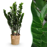 Green BoutiQ - Green is... Kamerplanten - Zamioculcas - ZZ-plant - Weinig onderhoud - met mand - Groen - 1 Plant - Pot 21cm - Hoogte 80-90cm