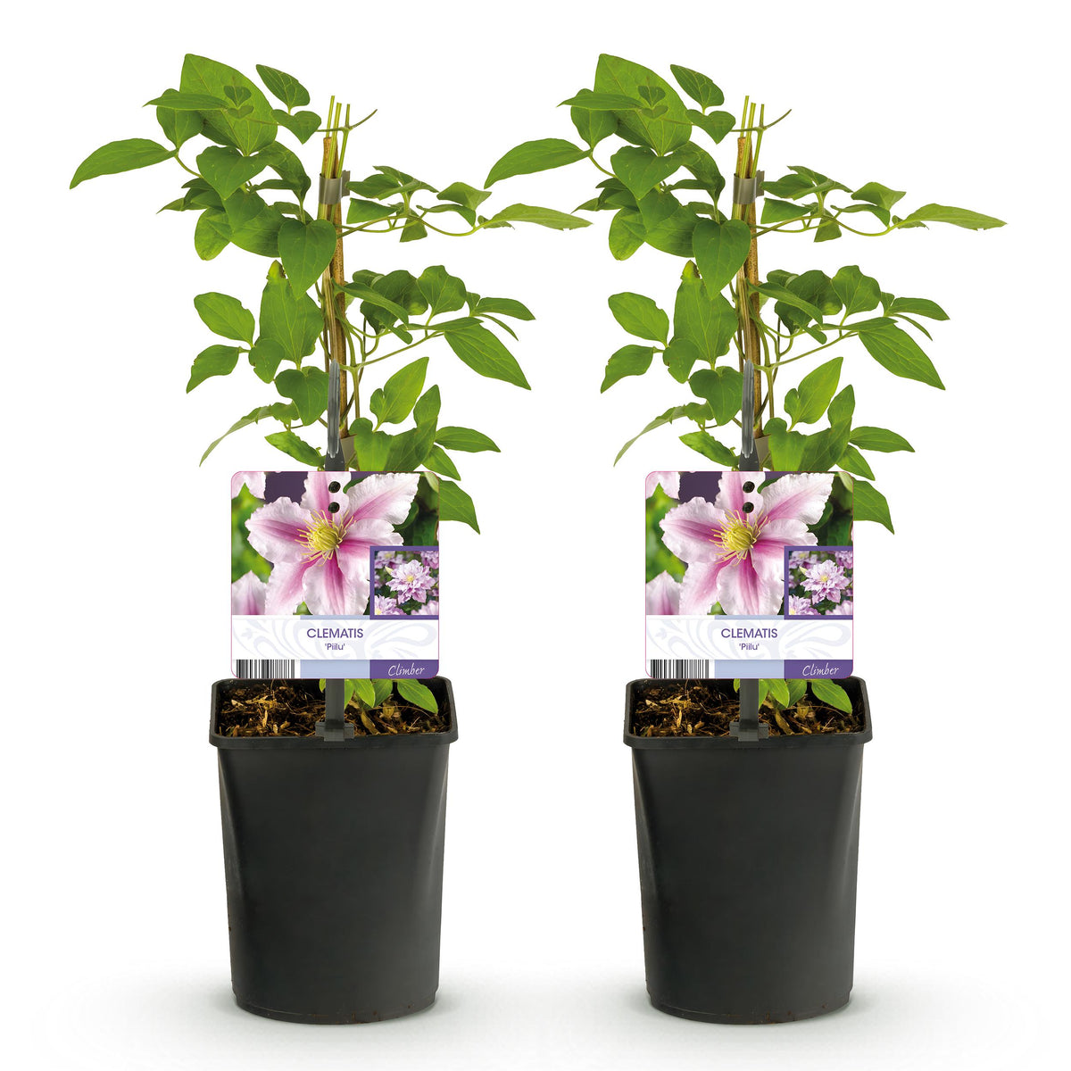 Green boutiQ - Klimplant - Clematis Blue Angel
