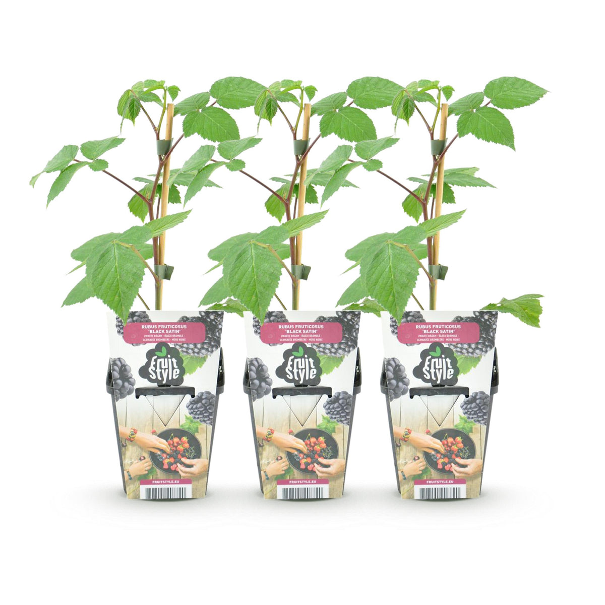 Green boutiQ - Fruitplanten - Braam - Rubus Black Satin - Winterhard - 3 Planten - Pot 9 cm - Zwarte Braam