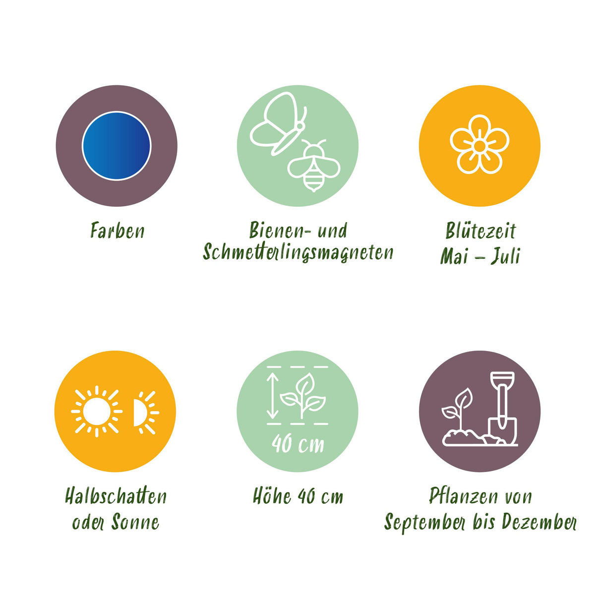 Green boutiQ - Bloembollen - Allium Caeruleum - Kleur Blauw - 40 stuks - Bolmaat 4/5 - XXL Pack