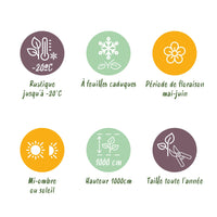 Green boutiQ - Wilde Wingerd - Parthenocissus Engelmannii - Blad Groen later Rood - Weinig onderhoud - 2 planten - Pot 11cm Hoogte 40cm