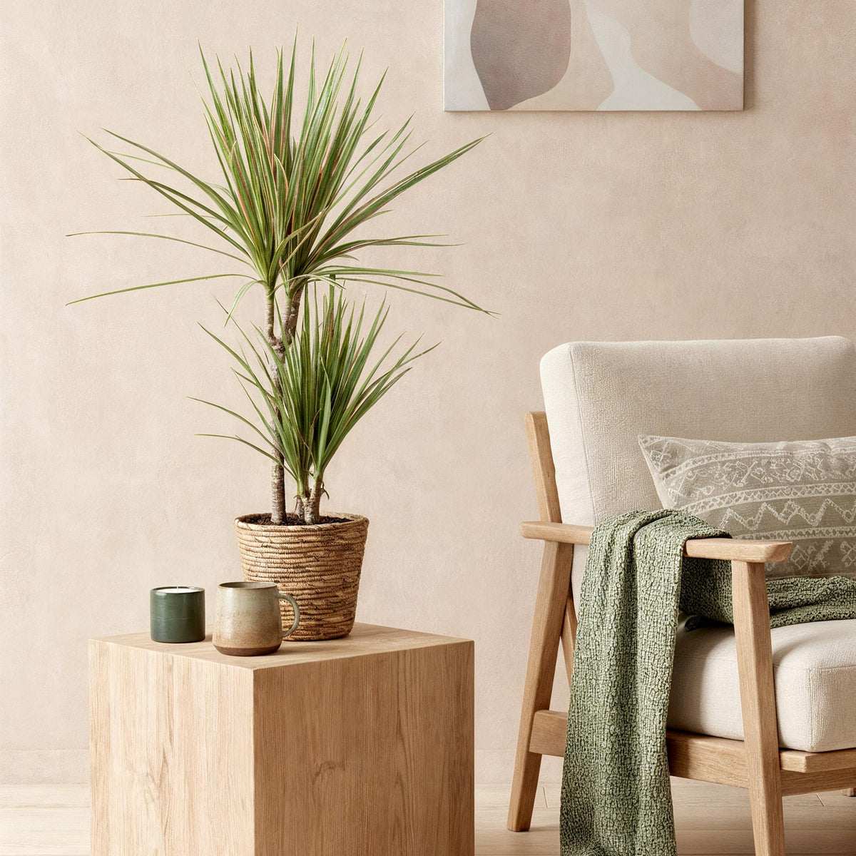 Green BoutiQ - Green is... Kamerplanten - Dracaena Marginata Bicolor - Drakenbloedboom - Weinig onderhoud - met mand - Groen - 1 Plant - Pot 17cm - Hoogte 70-75cm
