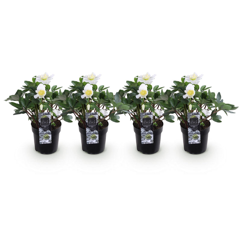 Green boutiQ - Tuinplant - Kerstroos - Helleborus Christmas Carol  - Witte Bloem - 4 Planten - Groenblijvend - Pot 10,5cm Hoogte 25cm
